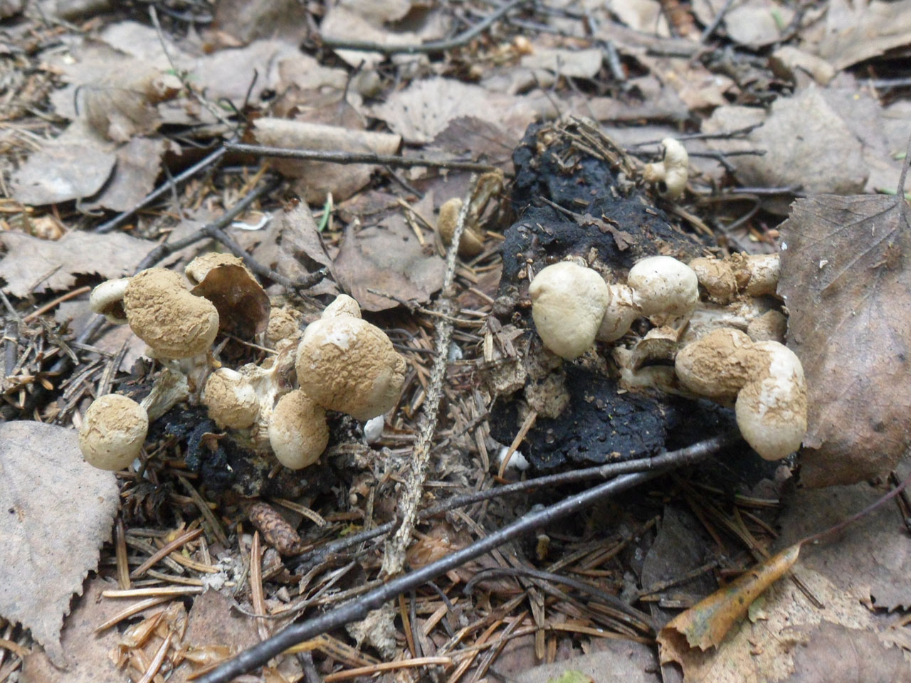 Asterophora lycoperdoides