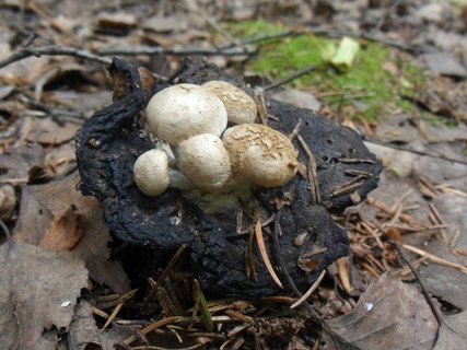 Asterophora lycoperdoides