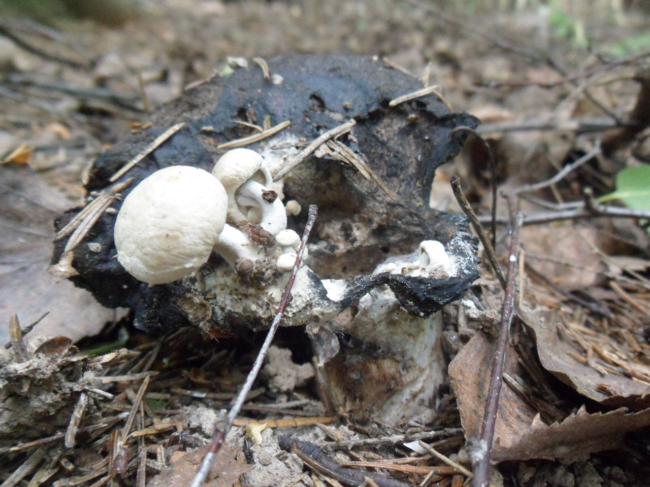 Asterophora lycoperdoides