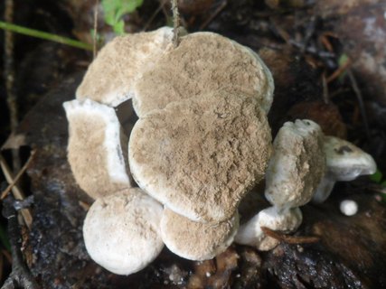 Asterophora lycoperdoides
