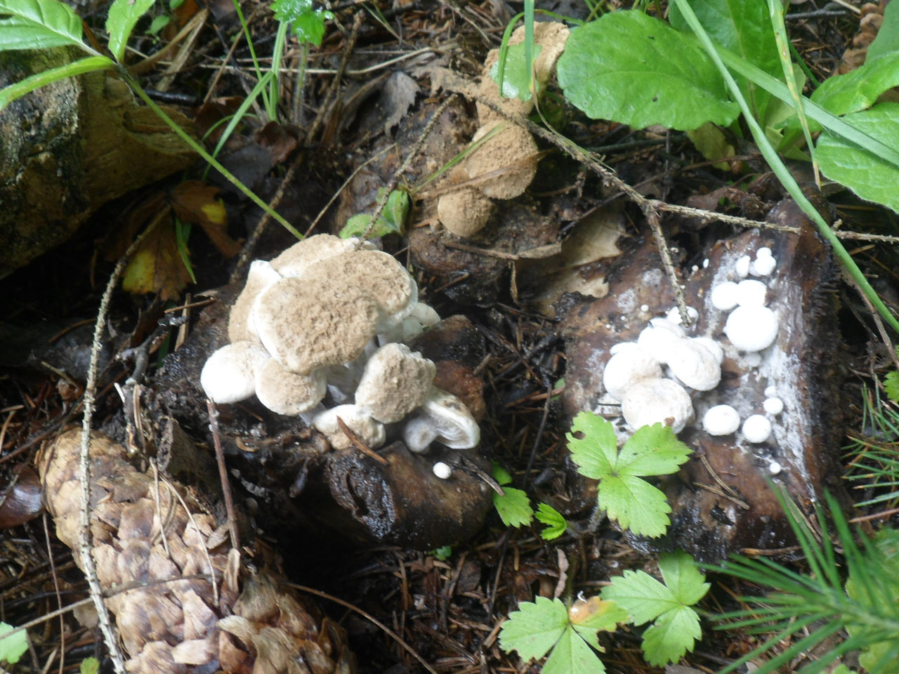 Asterophora lycoperdoides