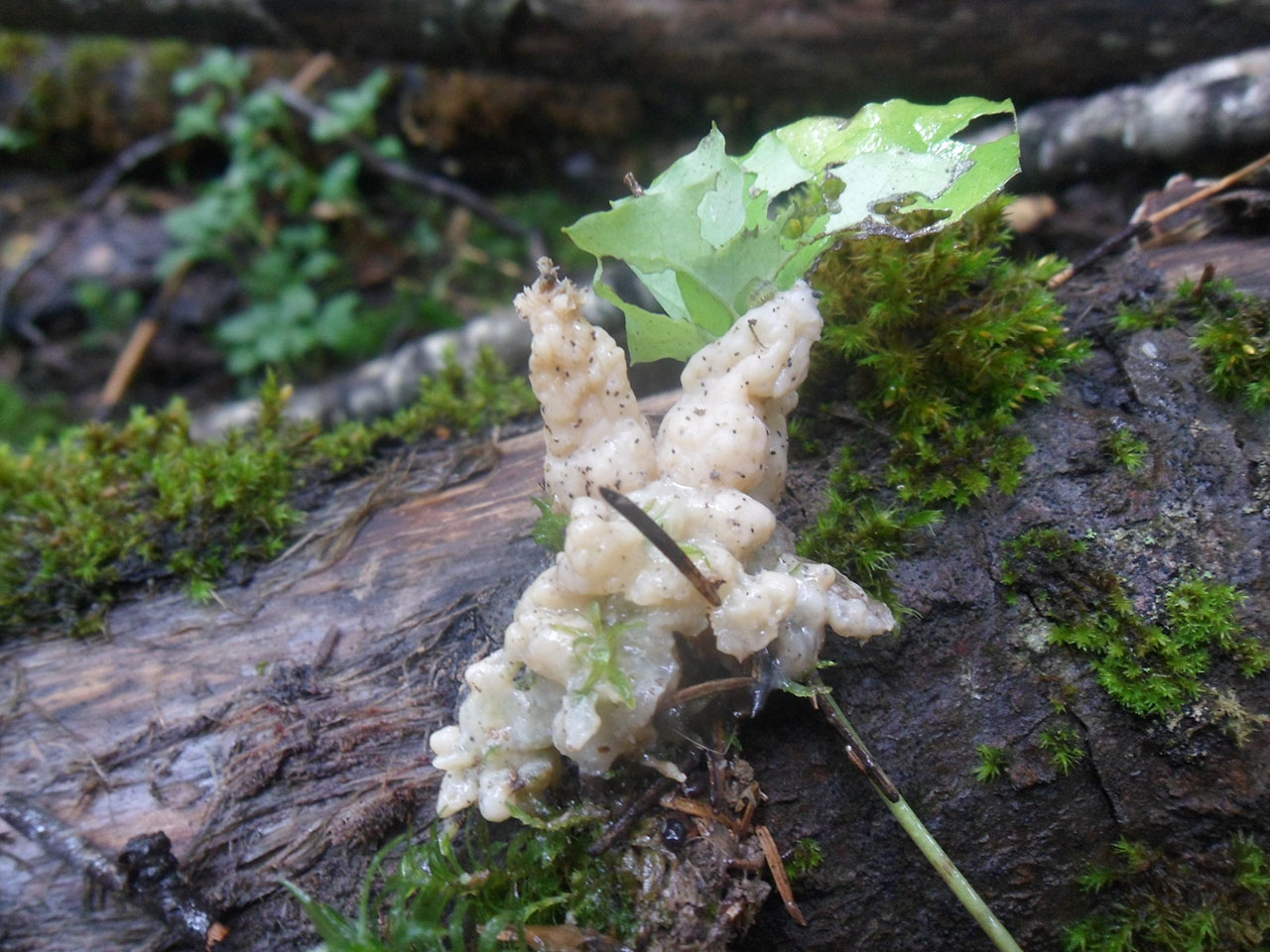Mucilago crustacea