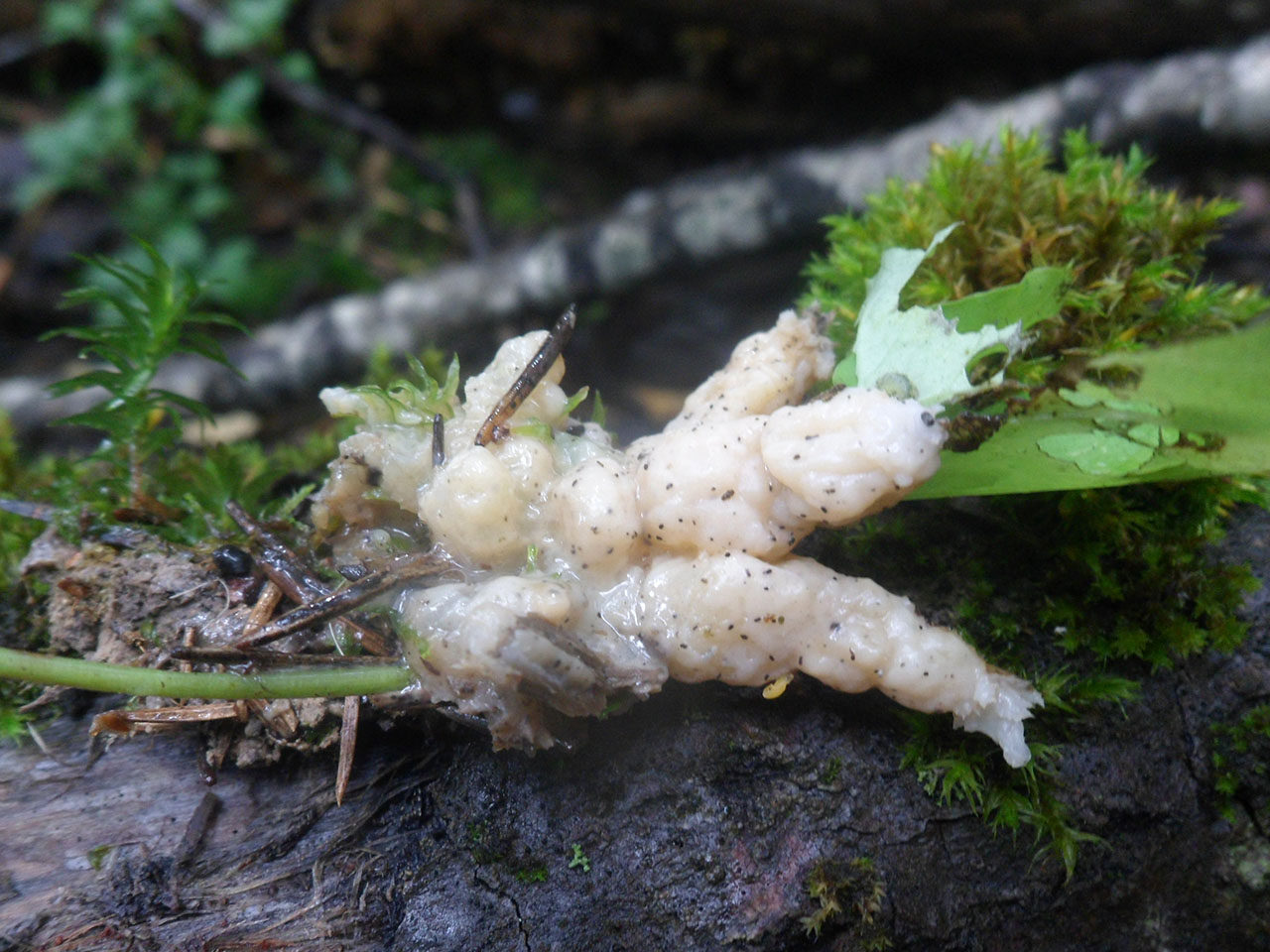 Mucilago crustacea