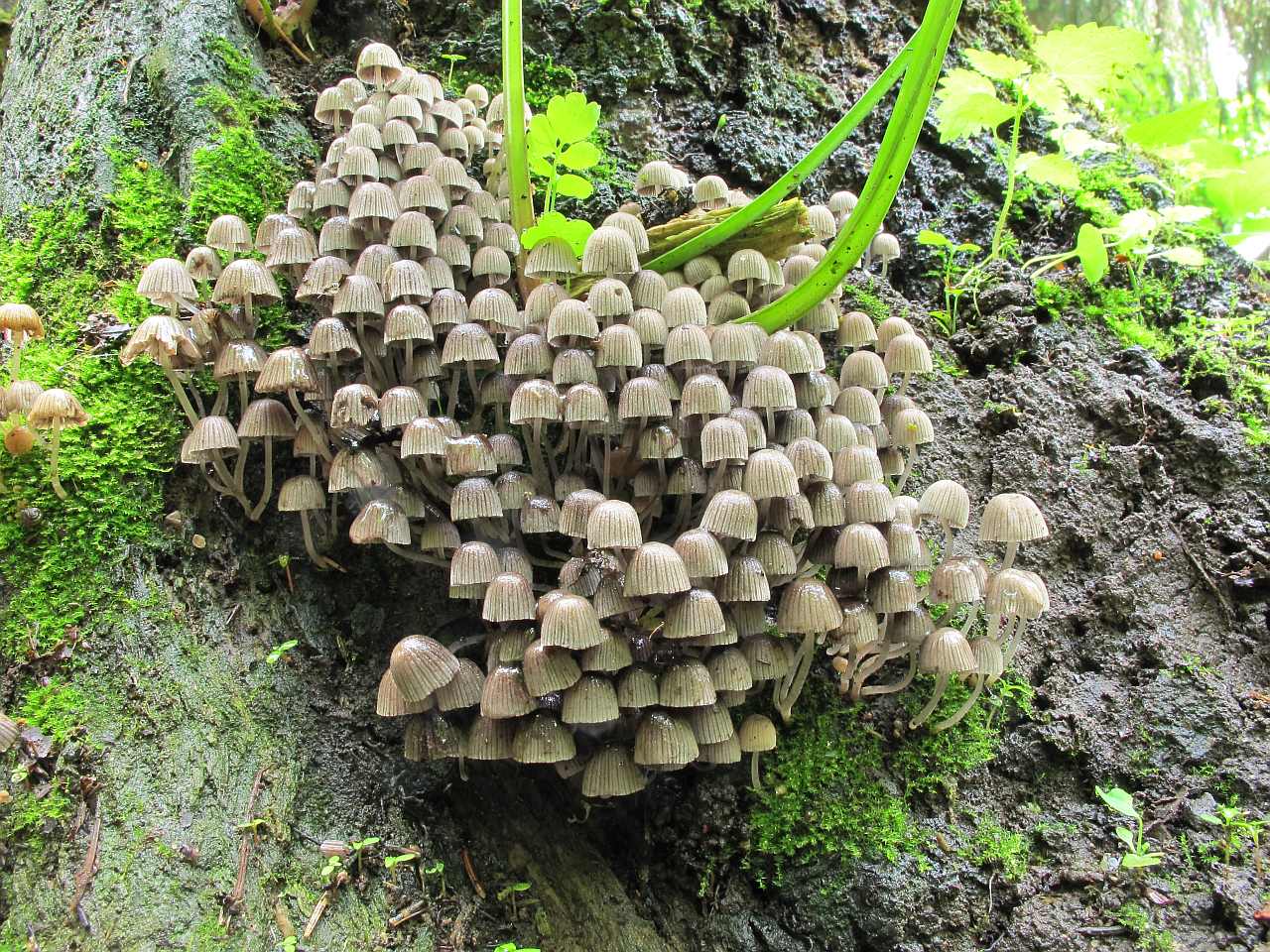 Coprinellus disseminatus