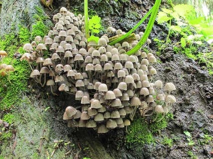 Coprinellus disseminatus