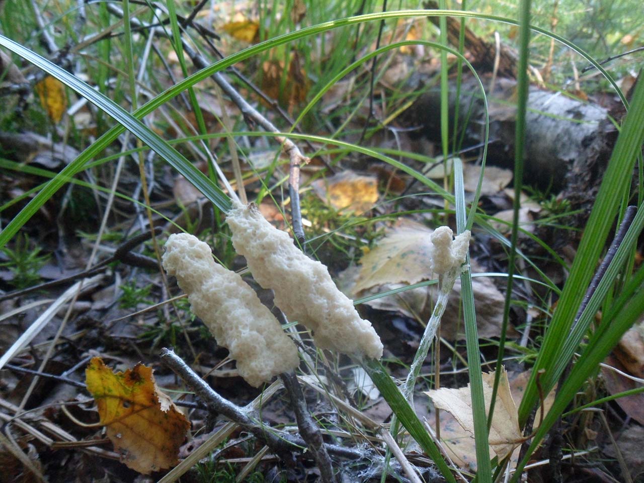 Mucilago crustacea
