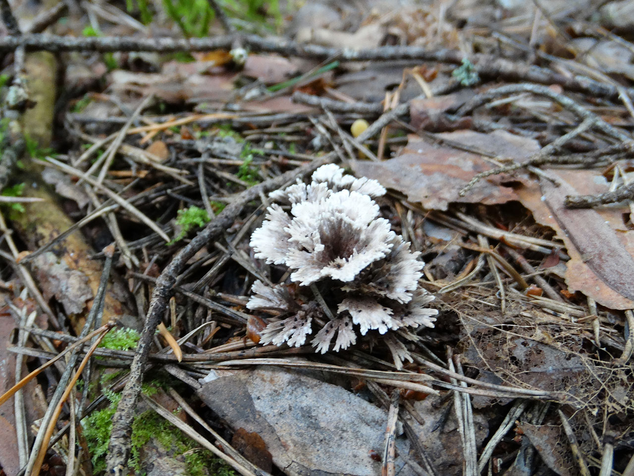 Thelephora penicillata