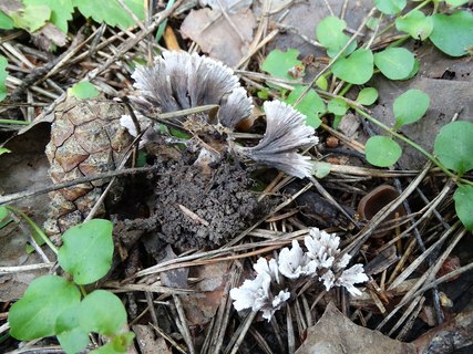 Thelephora penicillata