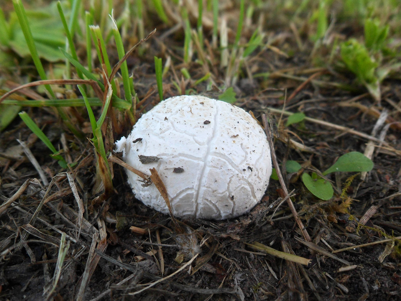 Bovista plumbea