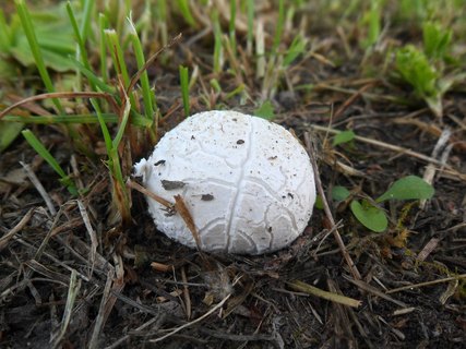Bovista plumbea