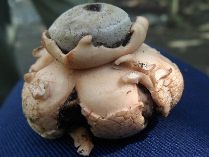 Geastrum rufescens
