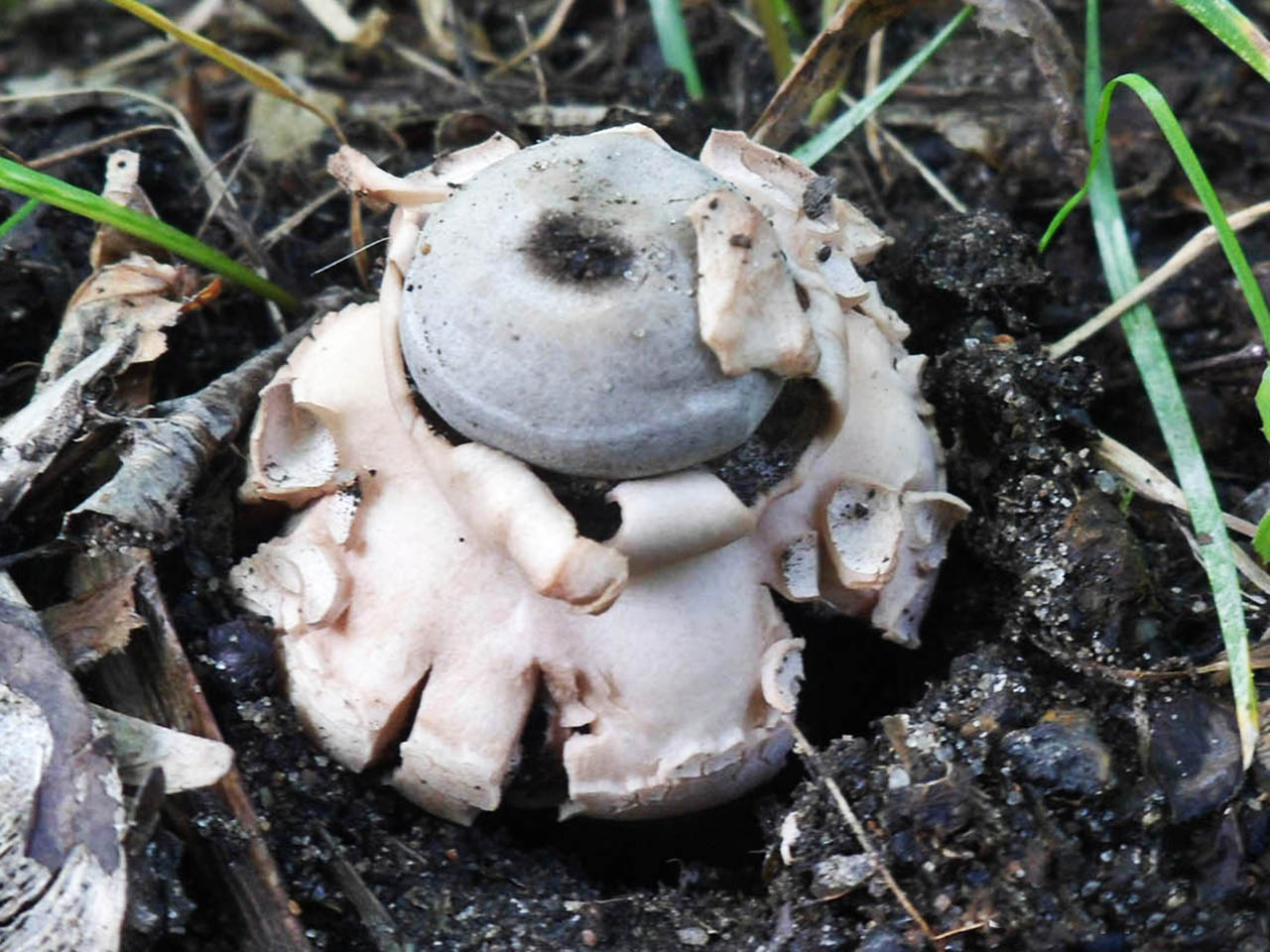 Geastrum rufescens