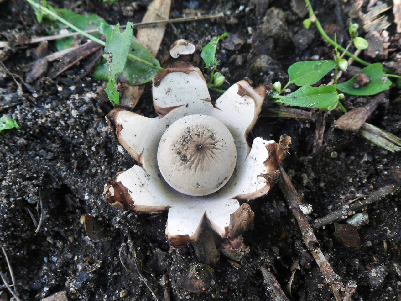 Geastrum rufescens