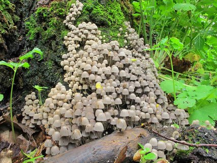 Coprinellus disseminatus