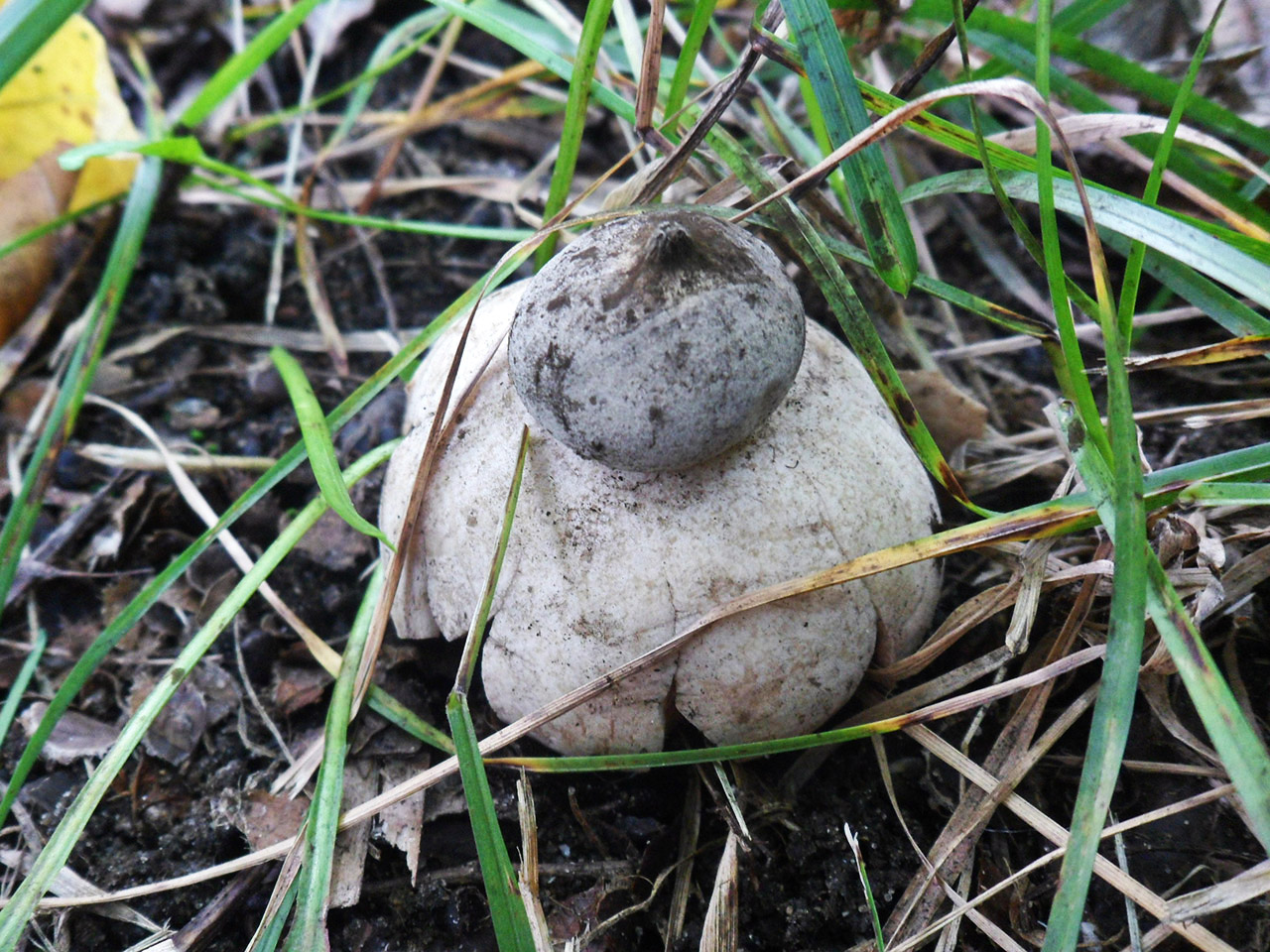 Geastrum rufescens
