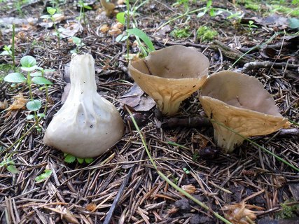 Helvella acetabulum