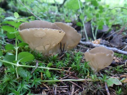 Helvella acetabulum