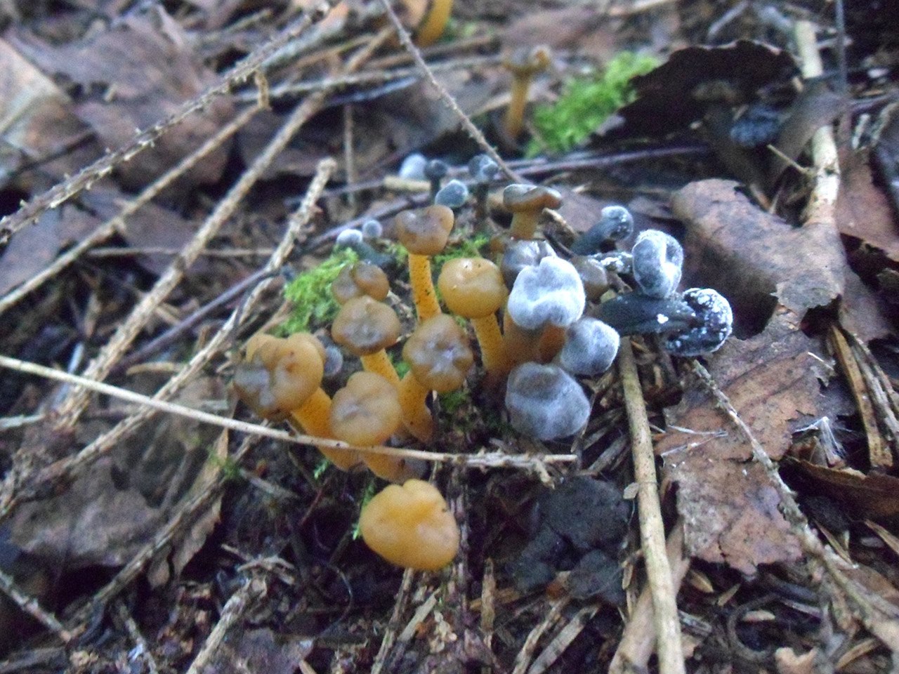 Leotia