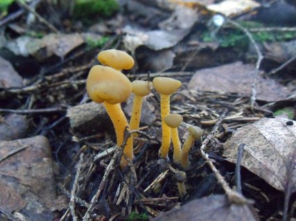 Leotia lubrica