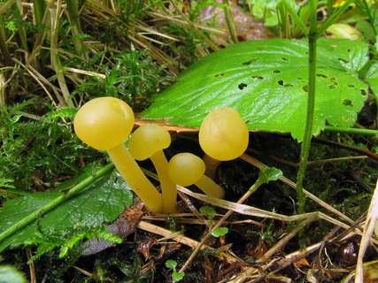 Leotia lubrica