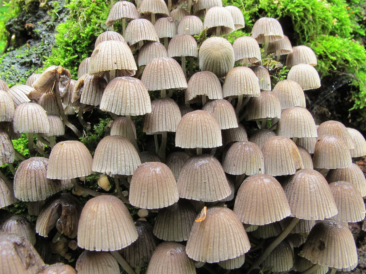 Coprinellus disseminatus
