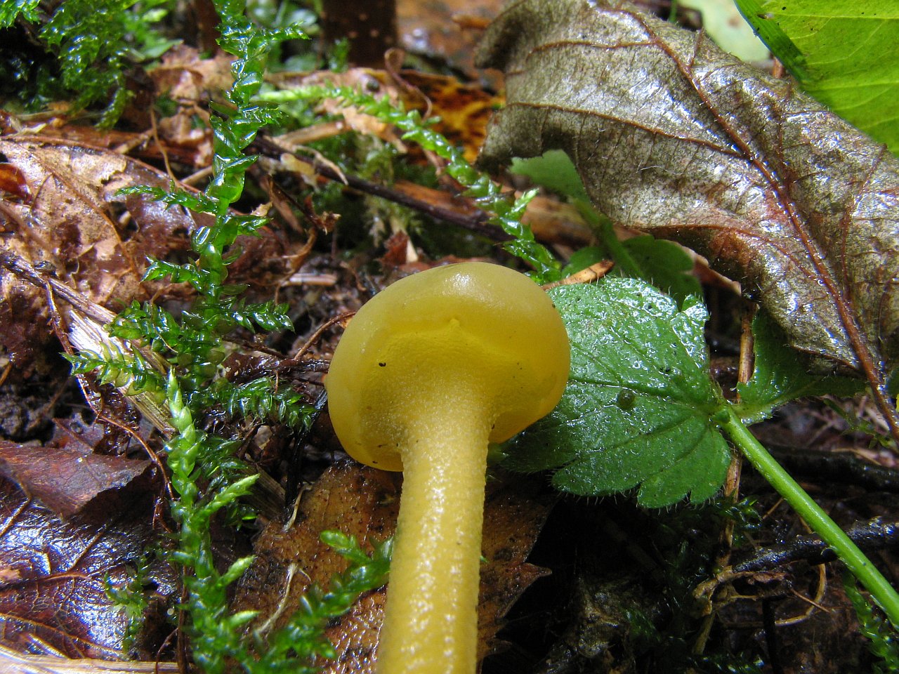 Leotia lubrica
