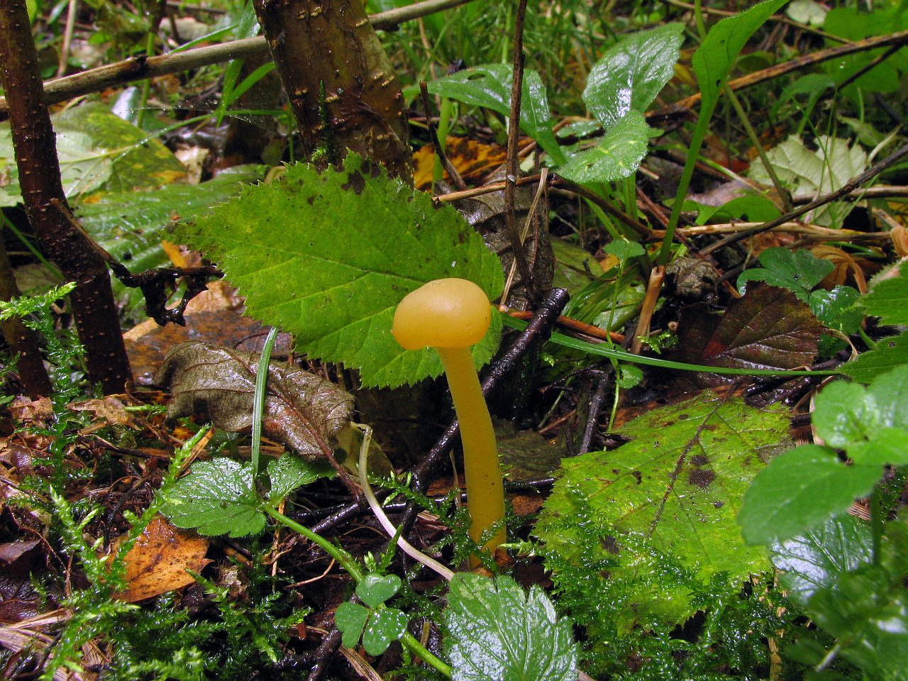 Leotia lubrica
