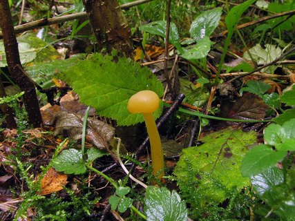 Leotia lubrica
