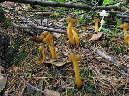 Leotia lubrica