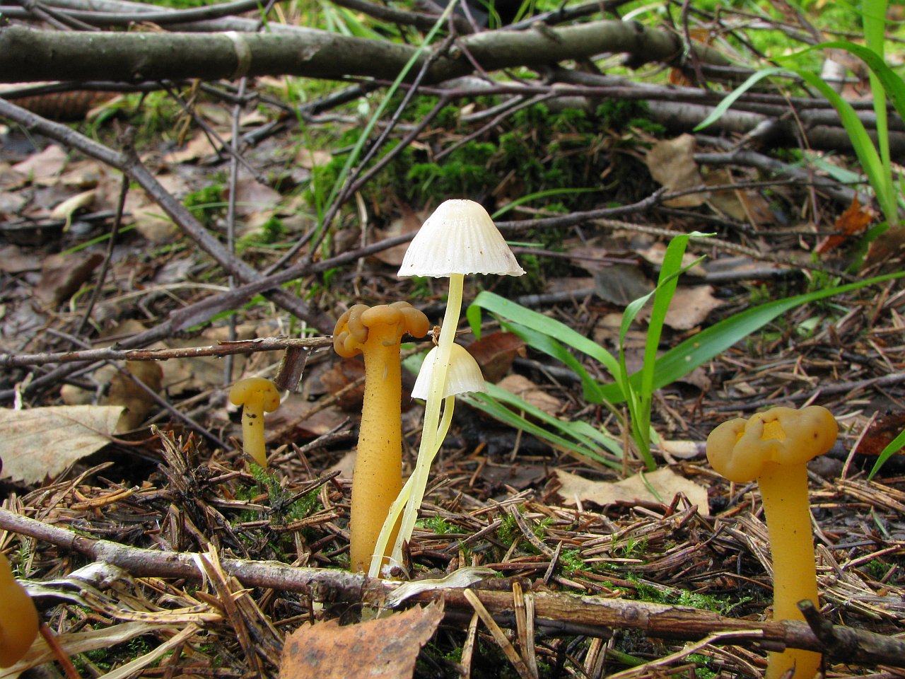 Leotia lubrica