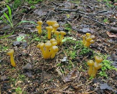 Leotia lubrica
