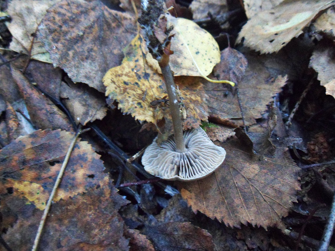 Tephrocybe rancida