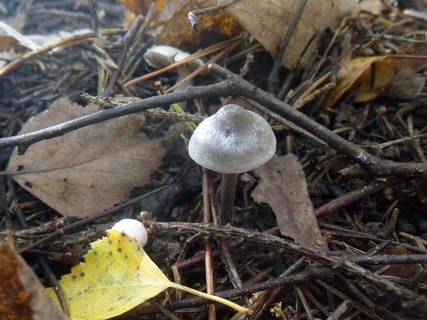 Tephrocybe rancida
