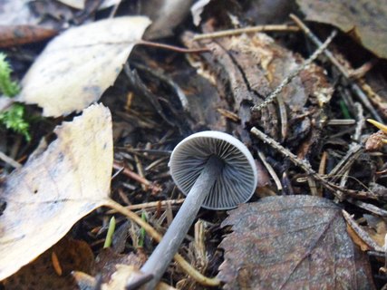 Tephrocybe rancida