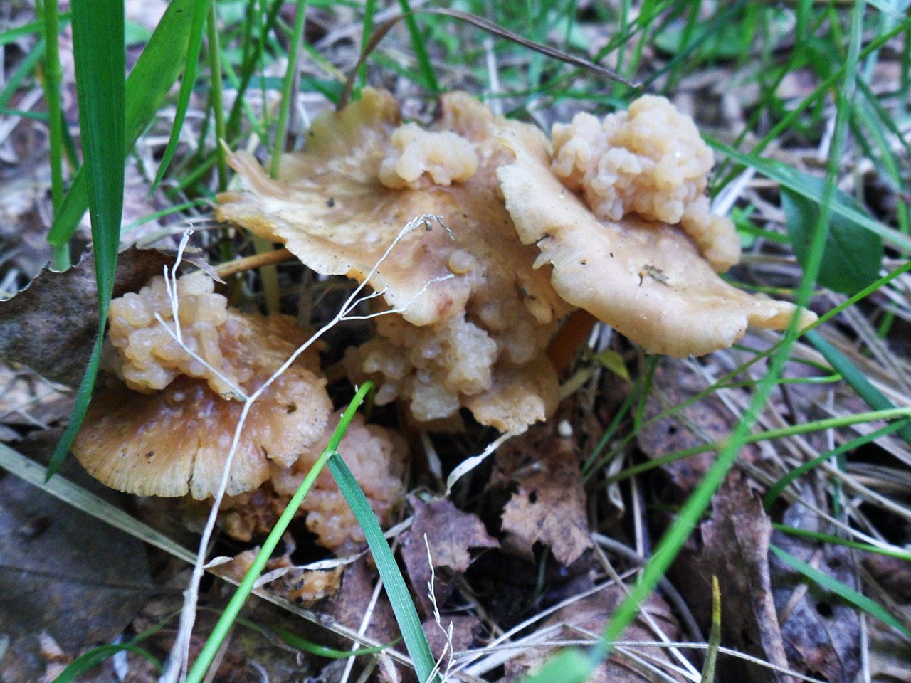 Syzygospora