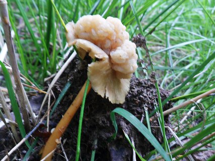 Syzygospora mycetophila
