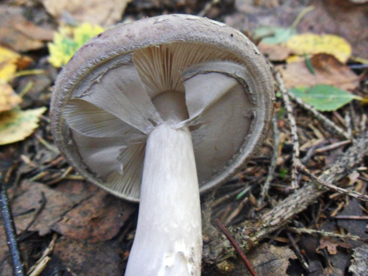 Amanita porphyiria