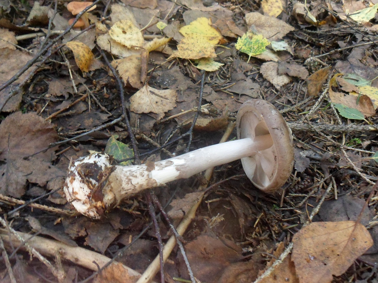Amanita porphyiria