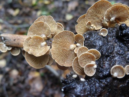 Panellus stipticus