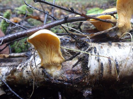 Phyllotopsis nidulans