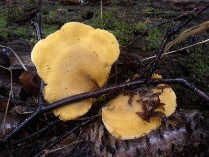 Phyllotopsis nidulans