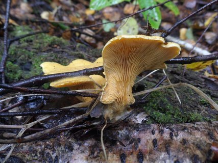 Phyllotopsis nidulans