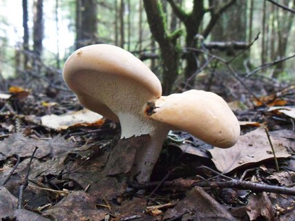Hydnum repandum
