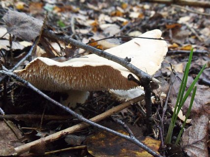 Hydnum repandum
