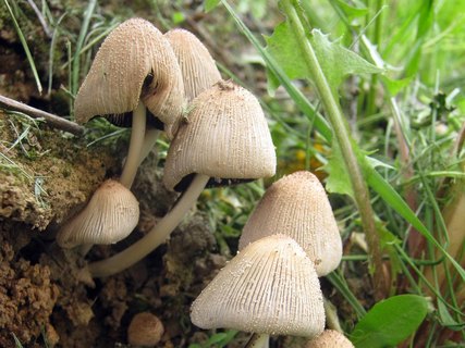 Coprinellus micaceus