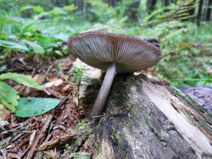 Pluteus atromarginatus