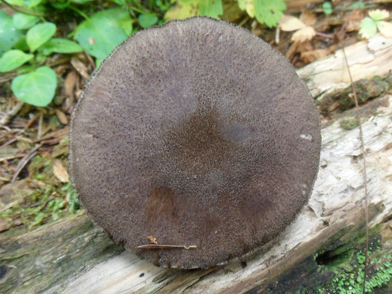 Pluteus atromarginatus