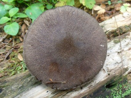 Pluteus atromarginatus