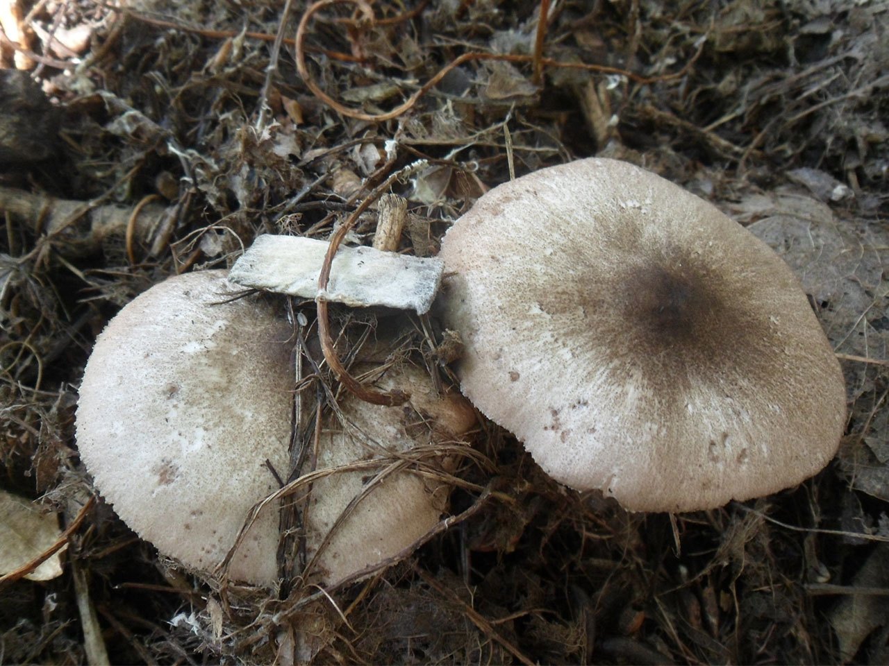 Pluteus salicinus