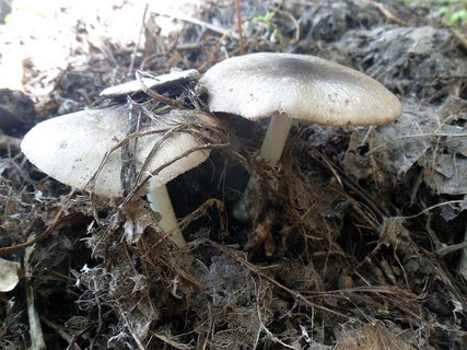 Pluteus salicinus